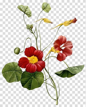 Red Nasturtium flowers in bloom, Tropaeolum majus Botany Botanical illustration Flower Painting, Crimson Flower transparent background PNG clipart