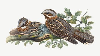Red-necked nightjar bird, vintage animal | Free PSD Illustration - rawpixel