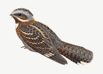 Red-necked nightjar bird, vintage animal | Free PSD Illustration - rawpixel