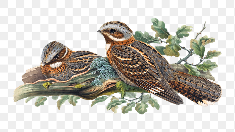 Red-necked nightjar png bird sticker, | Free PNG Illustration - rawpixel