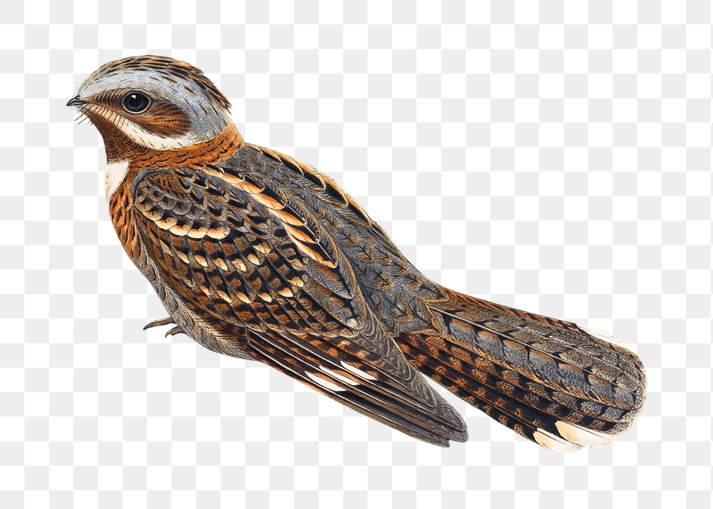Red-necked nightjar png bird sticker, | Free PNG Illustration - rawpixel