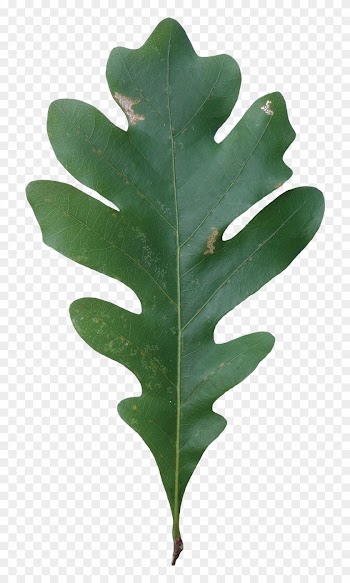 Red Oak White Oak Leaf