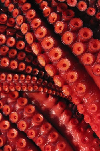 Red octopus tentacles close up. | Free Photo - rawpixel