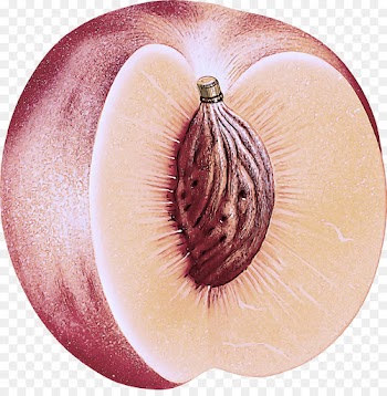 red onion onion plant fruit vegetable