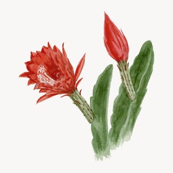 Red orchid cactus flower drawing, | Free Vector Illustration - rawpixel