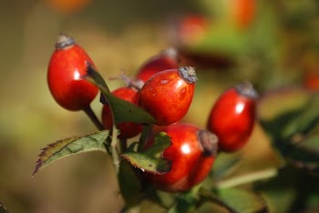 Red Oval Fruits in Macro Lens