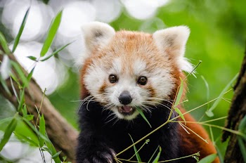 Red Panda