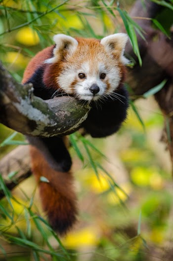 Red Panda