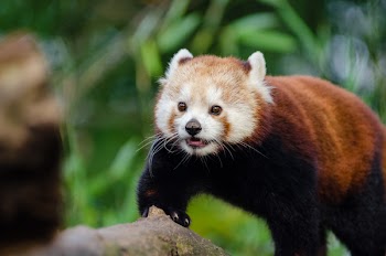 Red Panda