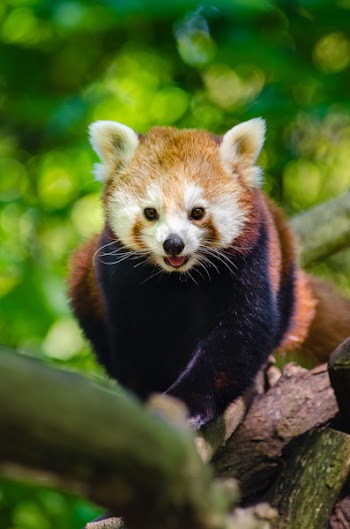 Red Panda