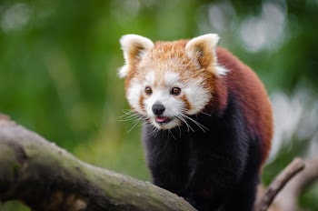 Red Panda at Daytime