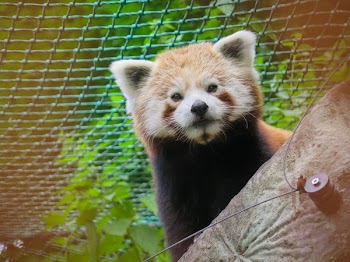 Red Panda Bear Behind Tree