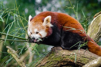 Red Panda on Bamboo Tree Branc