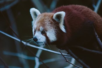 red panda on tree branch