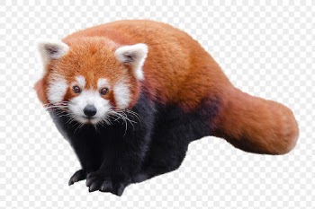 Red panda png, animal, transparent | Free PNG - rawpixel