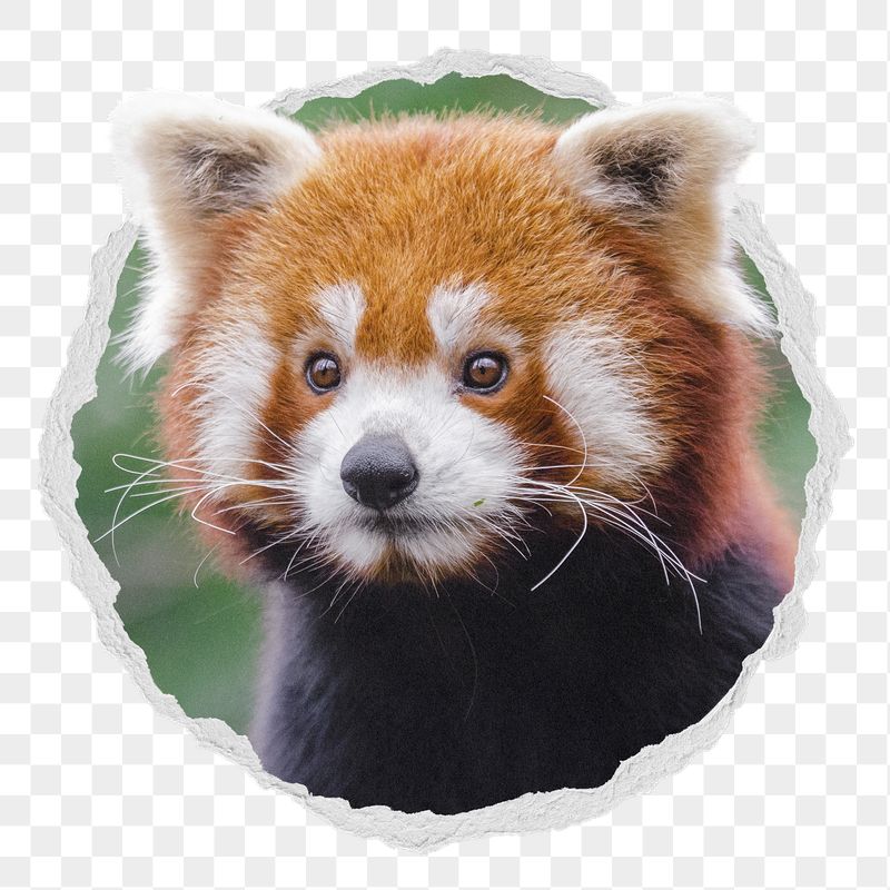 Red panda png sticker, bear | Free PNG - rawpixel