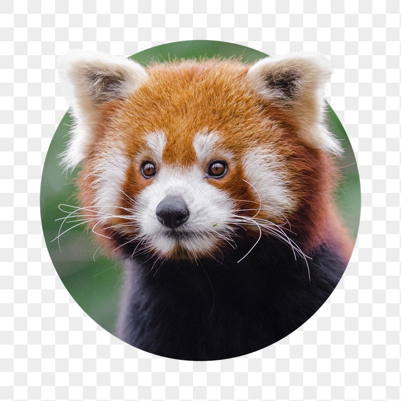 Red panda png sticker, bear | Free PNG - rawpixel