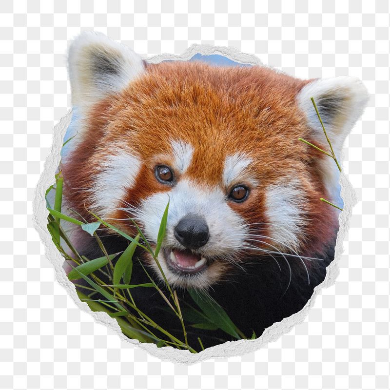 Red panda png sticker, bear | Free PNG - rawpixel