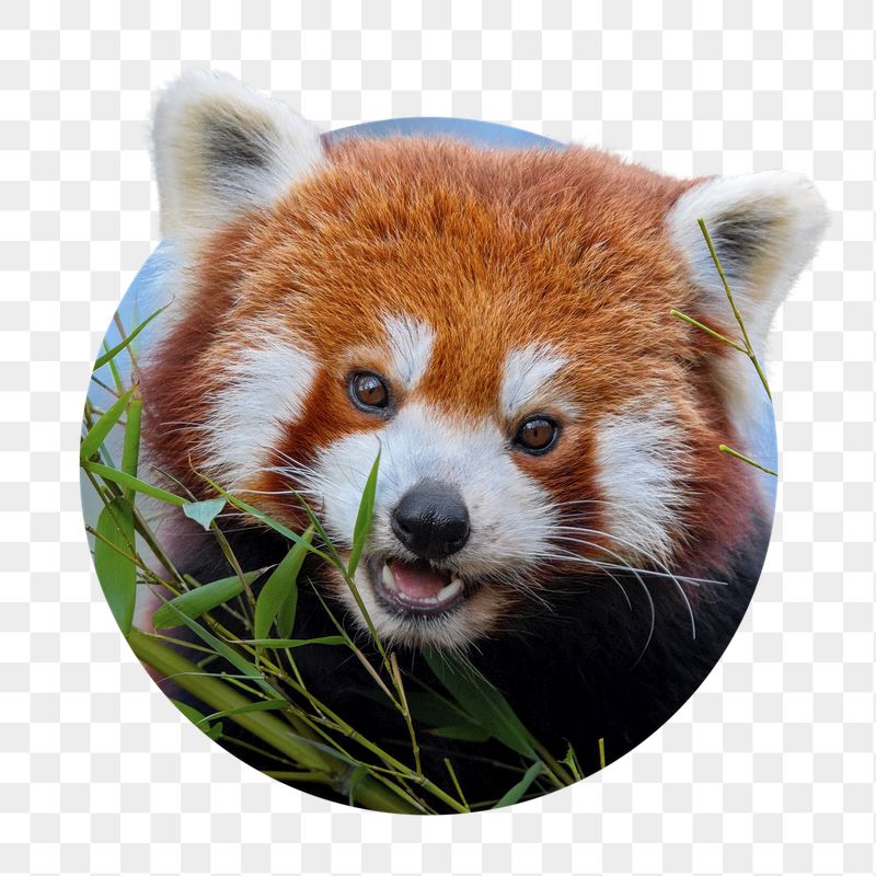 Red panda png sticker, bear | Free PNG - rawpixel