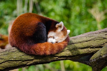 Red Panda Sleeping on Tree Branch
