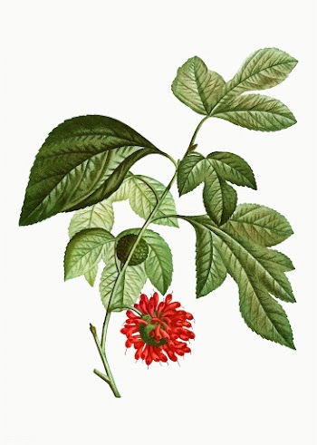Red Paper Mullberry flower | Free stock vector - 568056