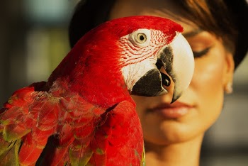 Red Parrot