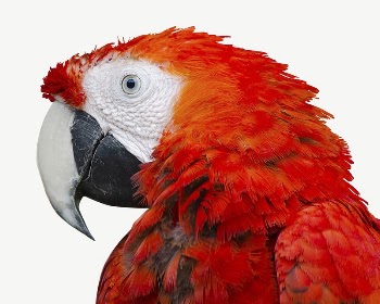 Red parrot collage element psd | Free PSD - rawpixel