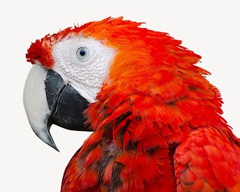 Red parrot isolated design | Free Photo - rawpixel