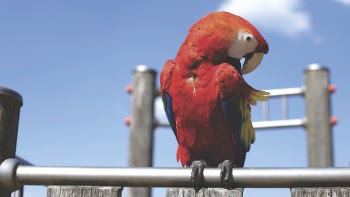 Red Parrot on Bar on Sunny Cloudless Day