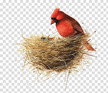Red parrot on nest, Bird Painting Drawing Illustration, Bird's Nest transparent background PNG clipart
