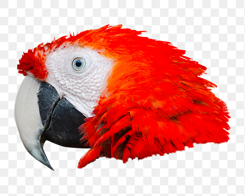 Red parrot png sticker, transparent | Free PNG - rawpixel