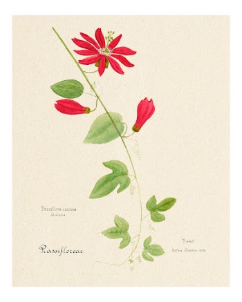 Red passiflora vintage art print, | Free Photo - rawpixel