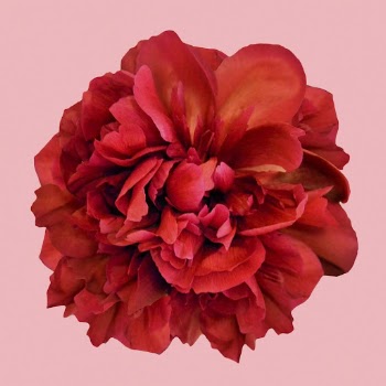 Red peony, flower collage element | Free PSD - rawpixel