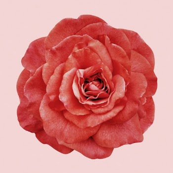 Red peony, flower collage element | Free PSD - rawpixel