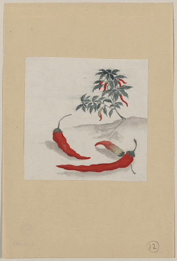 [Red peppers with plant growing | Free Photo - rawpixel