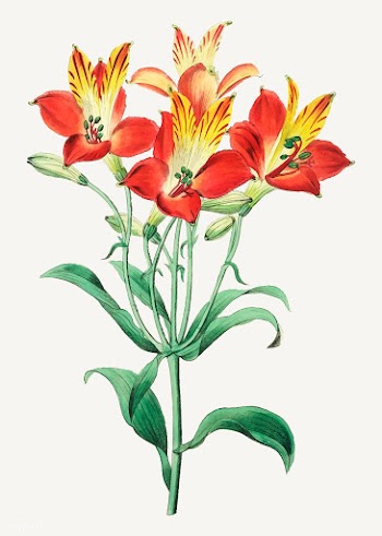 Red Peruvian lily | Free stock vector - 559150