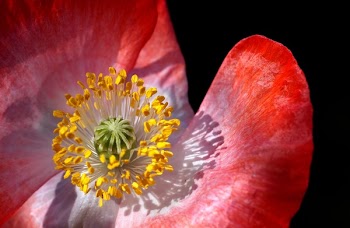 Red Petal Flower