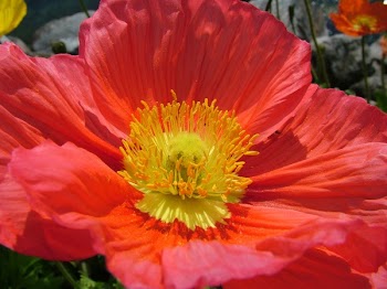 Red Petal Flower in Close Up Photography