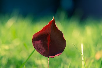 Red Petal Flower Selective Focus Photography