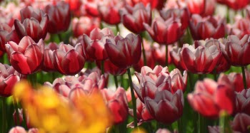 Red Petal Flowers