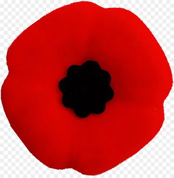 red petal poppy poppy family flower