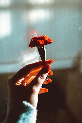 Red-petaled Flower