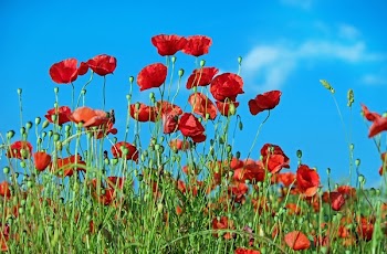 Red Petaled Flower