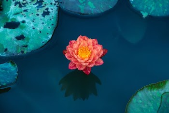 red petaled flower