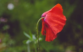 red petaled flower
