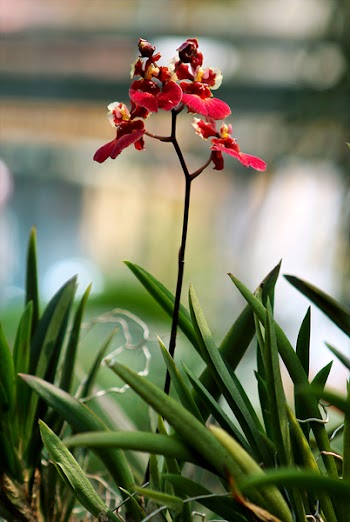 Red Petaled Flower