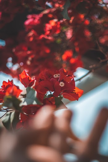 Red-petaled Flower