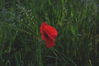 red petaled flower