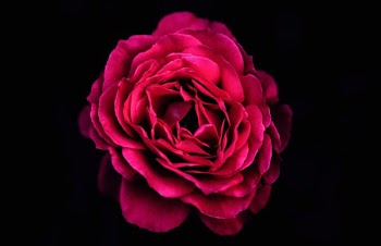 red petaled flower