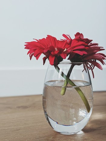 Red Petaled Flower